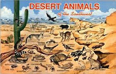 Animals - Desert